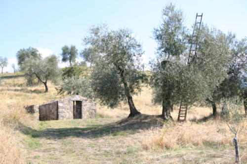 olivenbaume mit leiter