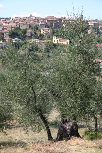 seggiano mit olivenbaum